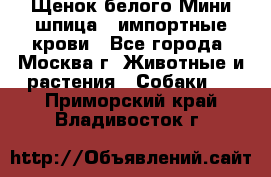 Щенок белого Мини шпица , импортные крови - Все города, Москва г. Животные и растения » Собаки   . Приморский край,Владивосток г.